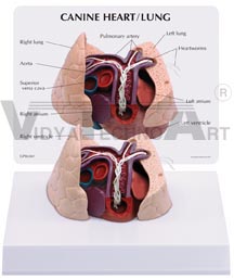 Canine Heart Lung